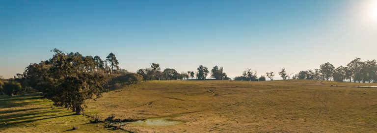 Vista aérea de campo do bioma pampa conservado em dia de inverno com sol na estância paraizo vinícola boutique na campanha gaúcha